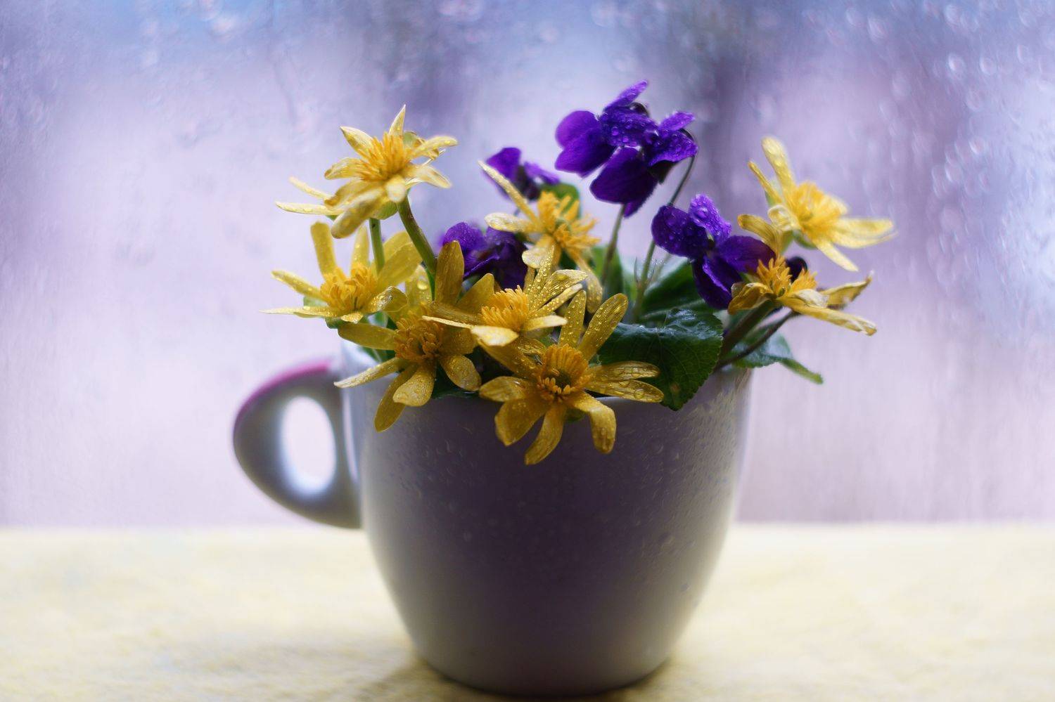 , Марина Соколова