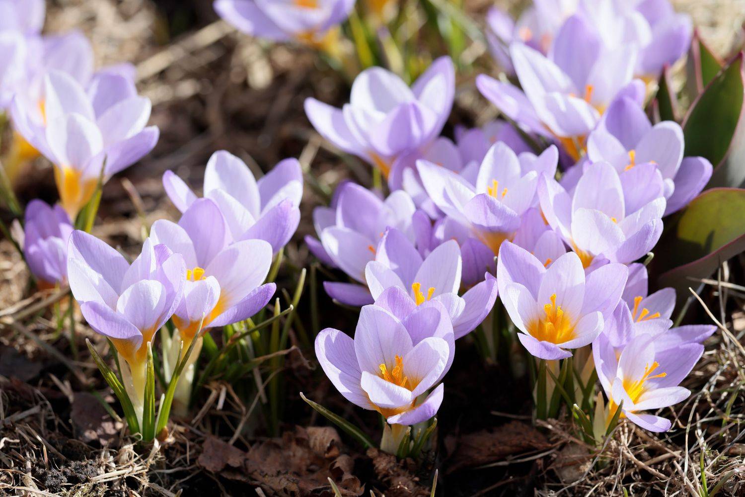 природа, крокусы, растения, Попов Алексей