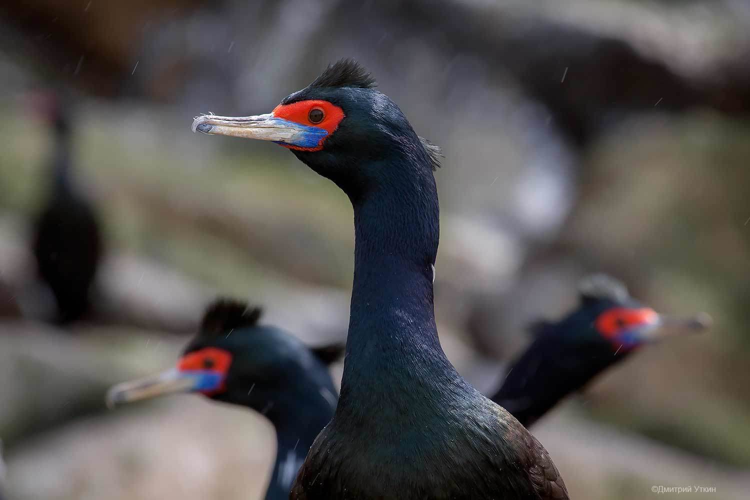 бакланы, краснолицые бакланы, колониальные птицы, остров топорков, командорские острова, камчатка, Дмитрий Уткин