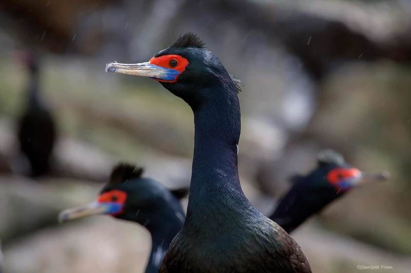 Змей Горыныч фото превью