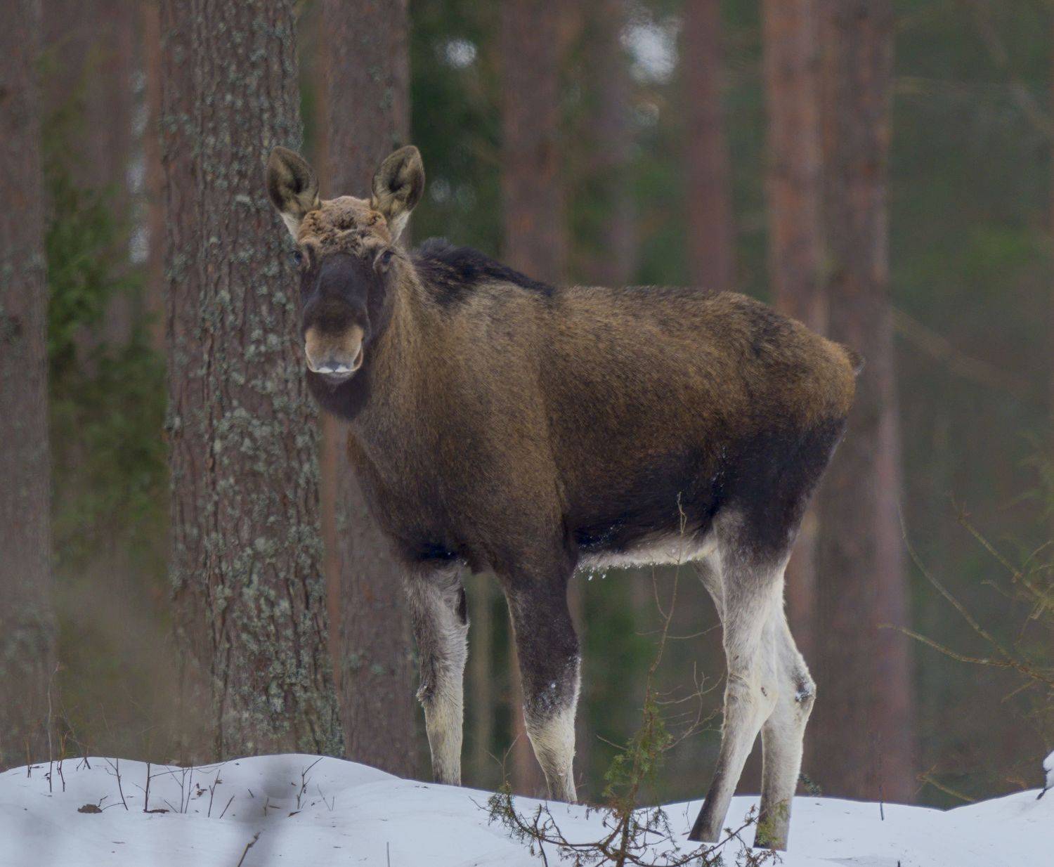 , Кабанов Дмитрий