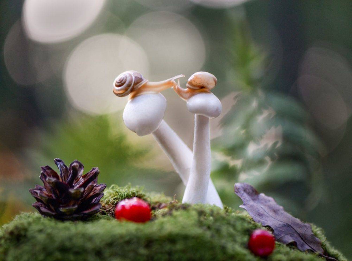 макро, макромир, макросказки, макро истории, макроистории, лес, тишина, вчувствование, созерцание, тишина, покой, улитки, Быканова Виктория