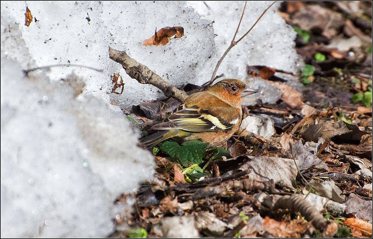 москва, парк, птица, АНАТОЛИЙ ДОВЫДЕНКО
