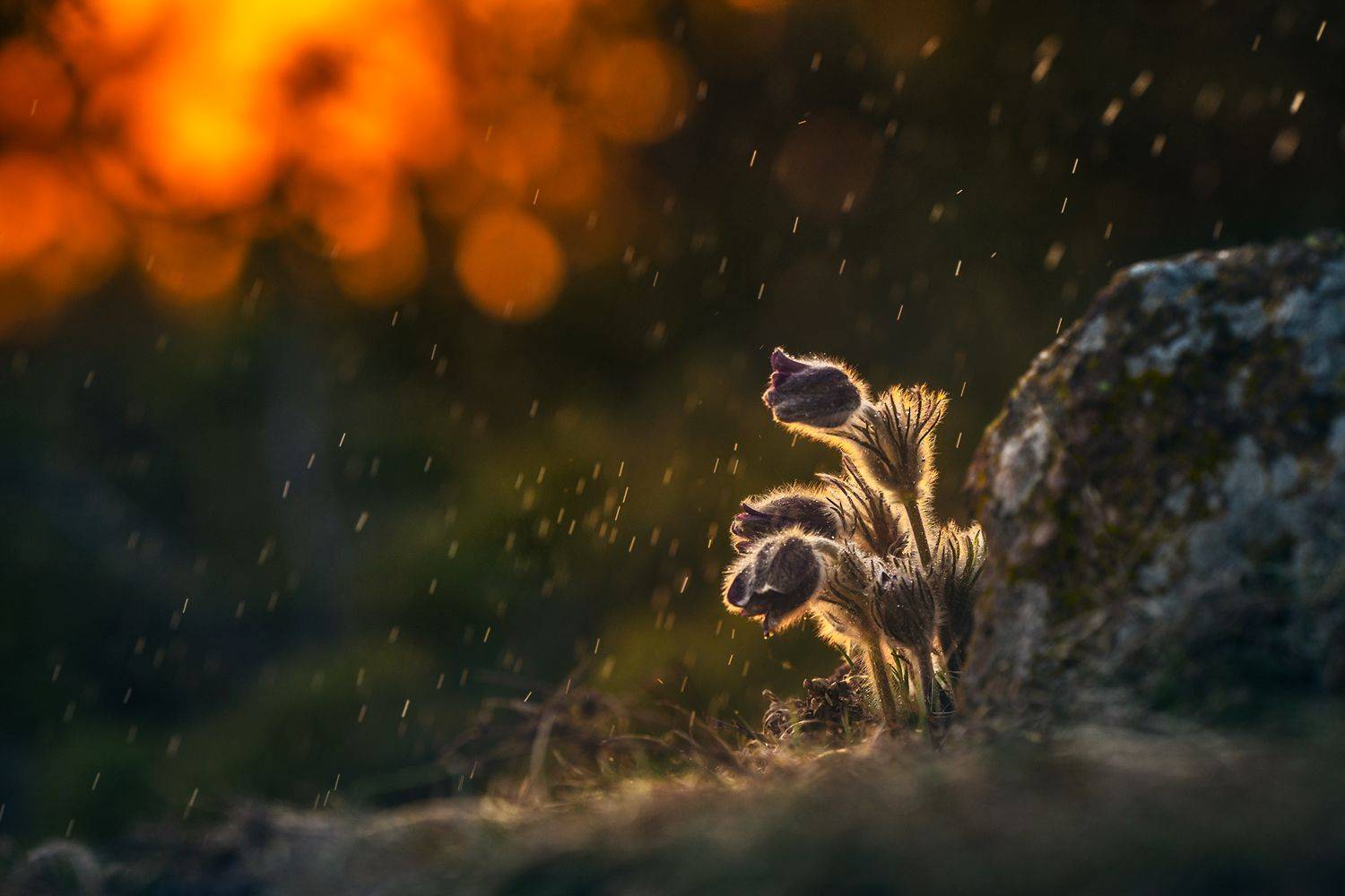 macro nature close-up wildflower scenery spring, Александър Александров