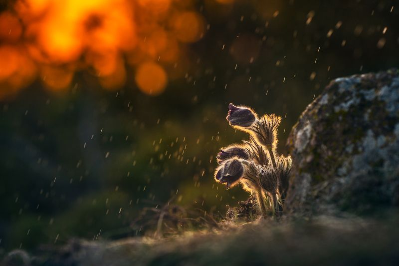 The beauty in sunset light фото превью