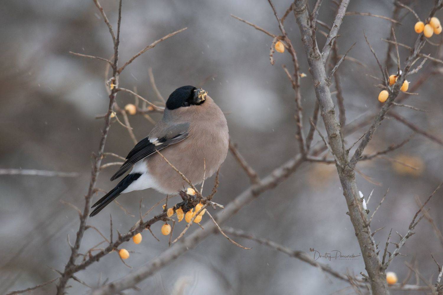 природа, лес, поля, огороды, животные, птицы, макро, Посевич Дмитрий