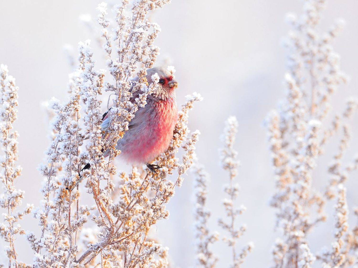 природа, фотоохота,  птицы, животные, урагус, vladilenoff