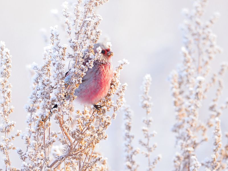 природа, фотоохота,  птицы, животные, урагус Краски зимнего луга фото превью