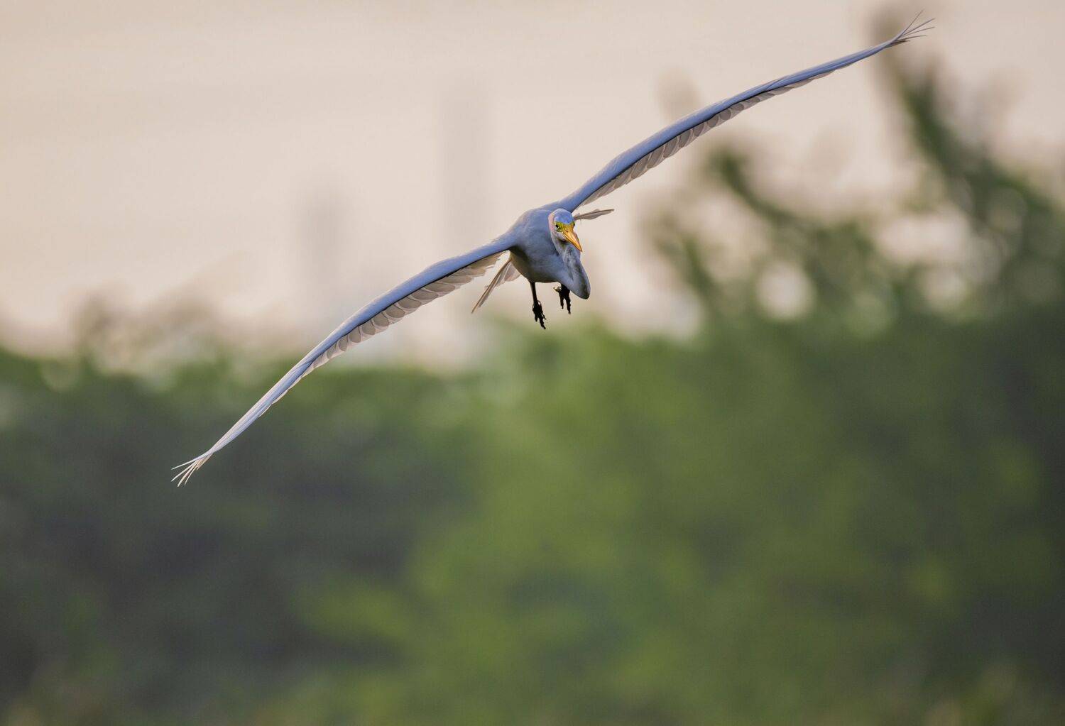 duck, bird, birds, wild, wings, beauty, nature, swan, feather, spread, little cormorant,animal,animals,nikon,egret,flamingo,fly, G N RAJA