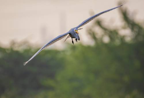 Landing