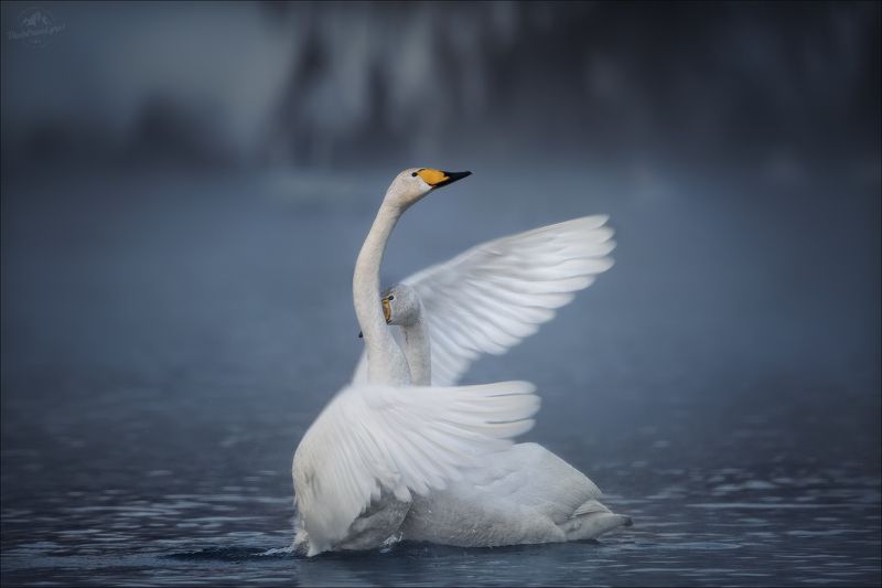 алтай, алтайский край, озеро светлое, лебединое, лебеди, лебедь, swan, фототур на алтай, зимний фототур на алтай, алтай фототур зима, фототур алтай мартовские праздники Не бойся, я с тобой! фото превью