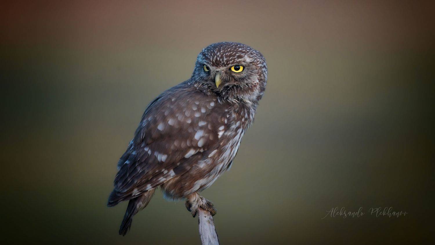 wildlife, Plekhanov Alexander