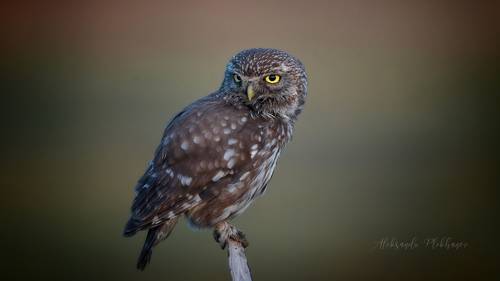 Портрет сычика