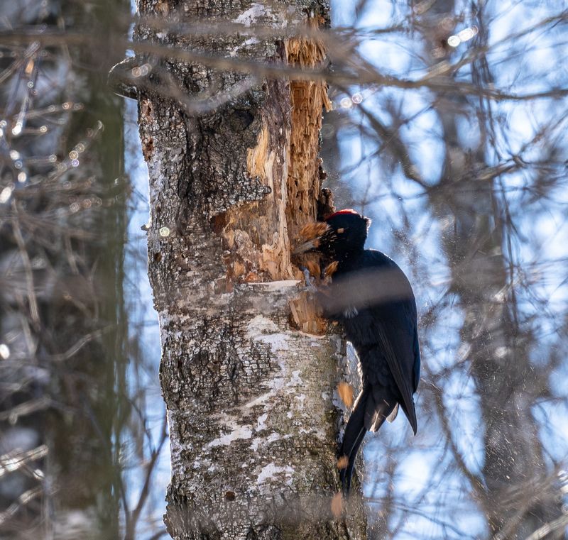 дятел, черный дятел, желна, большой дятел За работой фото превью