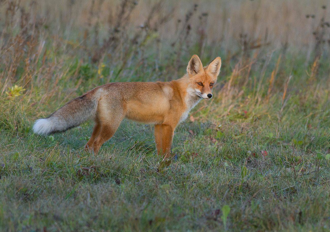 лиса,лисица,поляна,осень, Иван