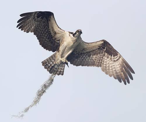 Osprey - Скопа cо стройматериалом для гнезда