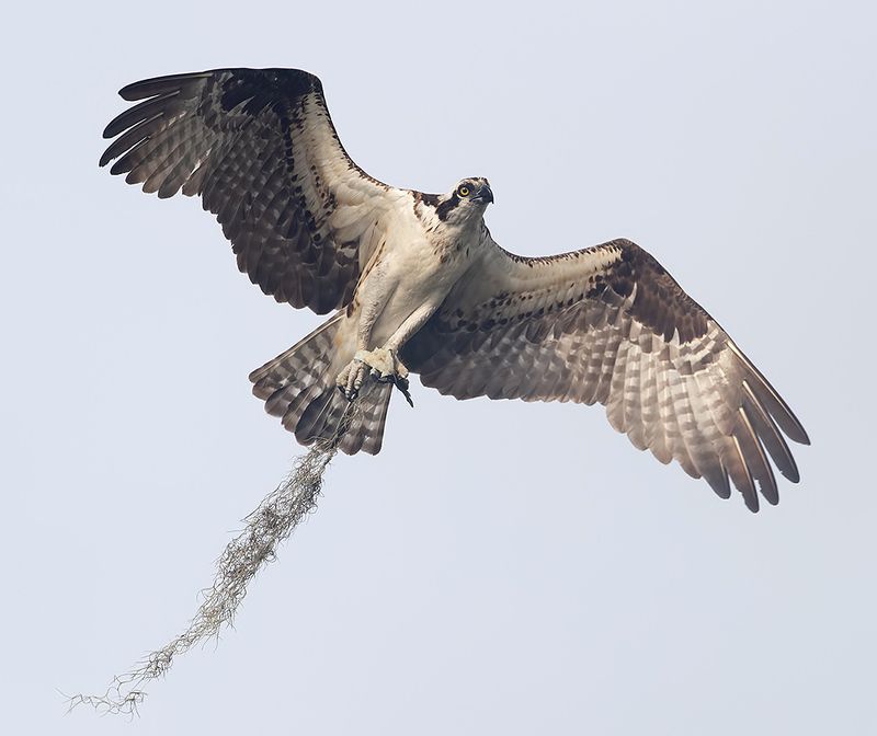 cкопа, osprey, florida, хищные птицы, wildlife Osprey - Скопа cо стройматериалом для гнезда фото превью