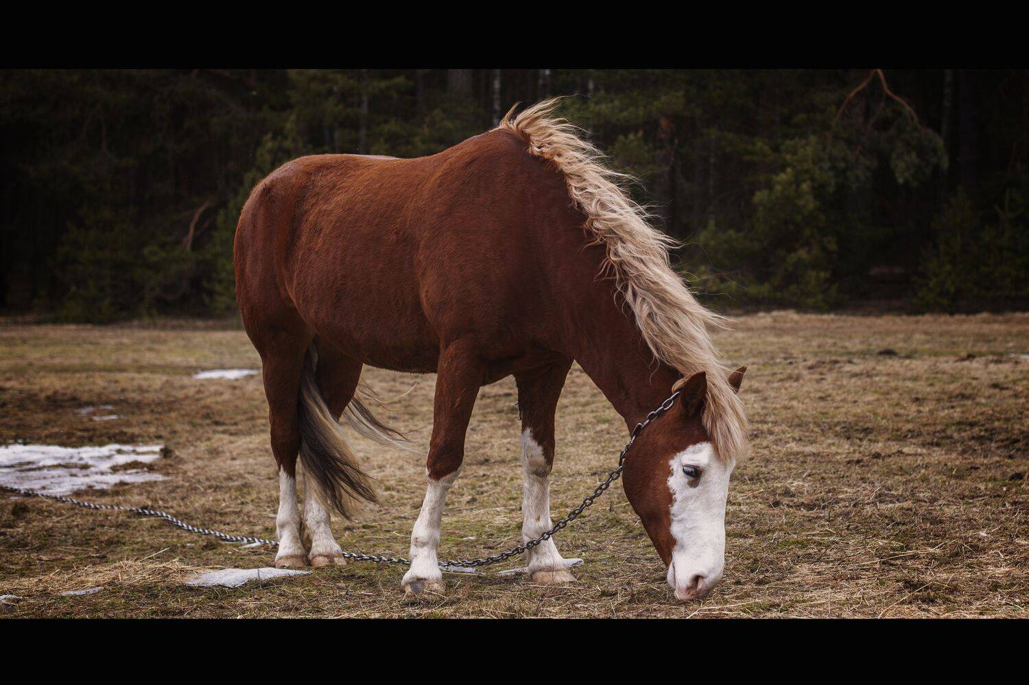 , Максим Вышарь