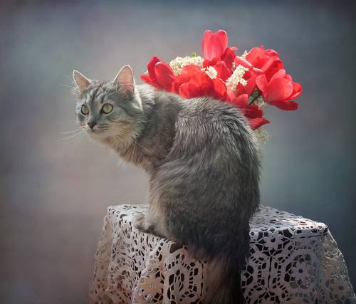 Тюльпаны и коты - часть 1