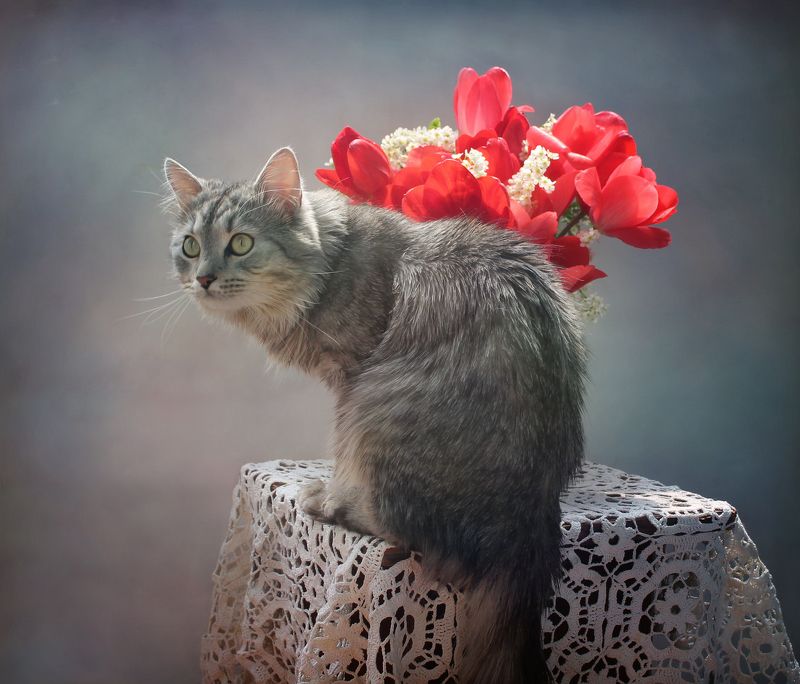 кошки, животные, питомцы, весна, цветы, тюльпаны Тюльпаны и коты - часть 1 фото превью