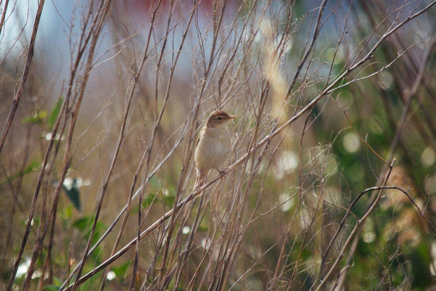 , Ольга Таланцева