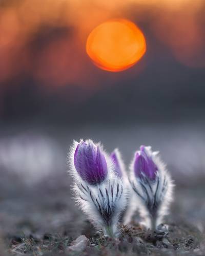 Фиолетовые сны