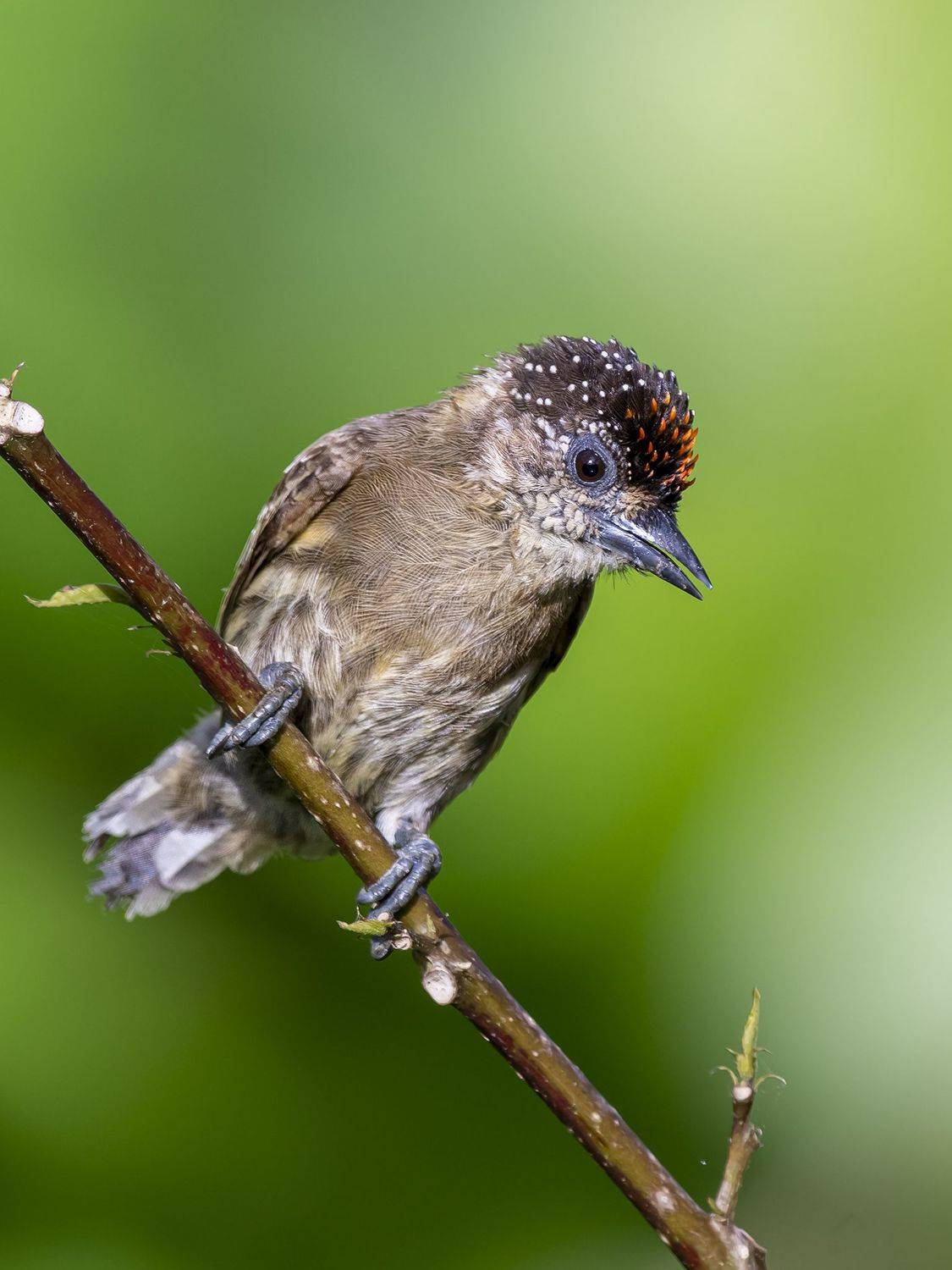 , Fernando Burgalin Sequeira