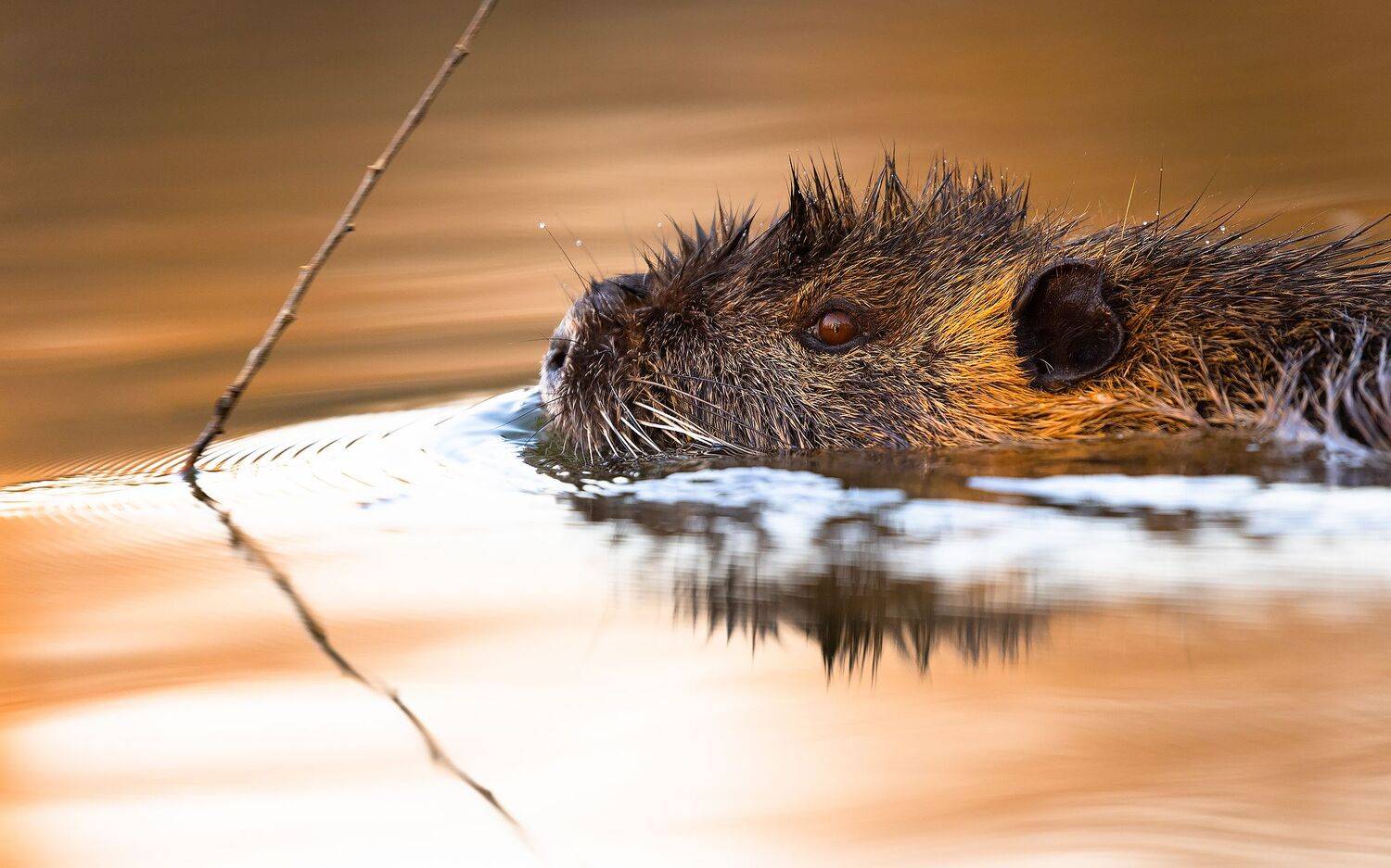 , Robert Adamec