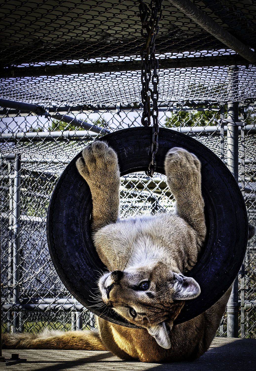 Panther , Raymond Asiala