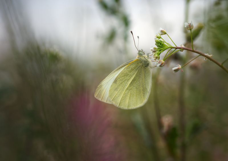 insect macro butterfly nature wildlife fineart art minimal Balancing act фото превью