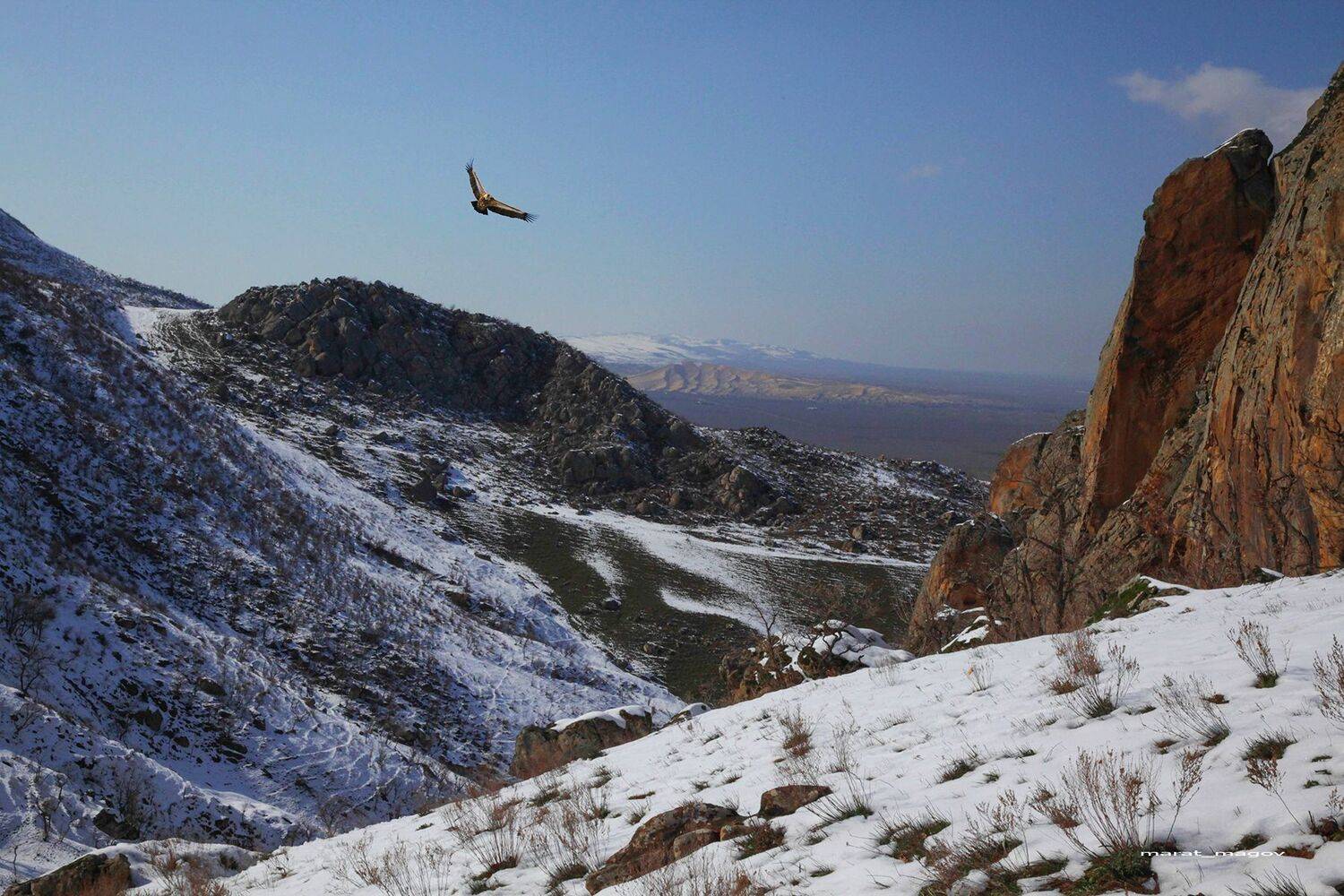 гриф,белоголовый сип,горы,вершины,пейзаж,небо,деревья,дагестан,природа, Magov Marat