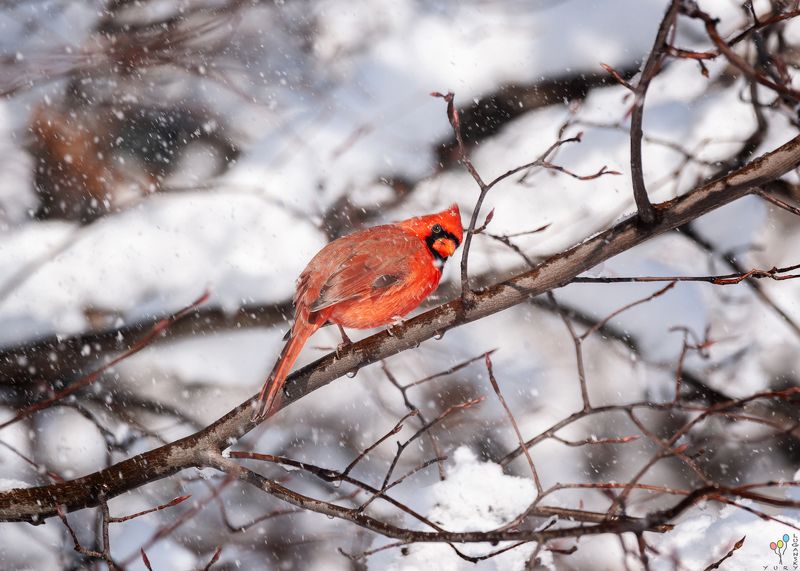 Birds like us фото превью