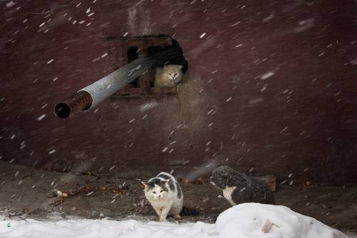 Мартовская серенада.