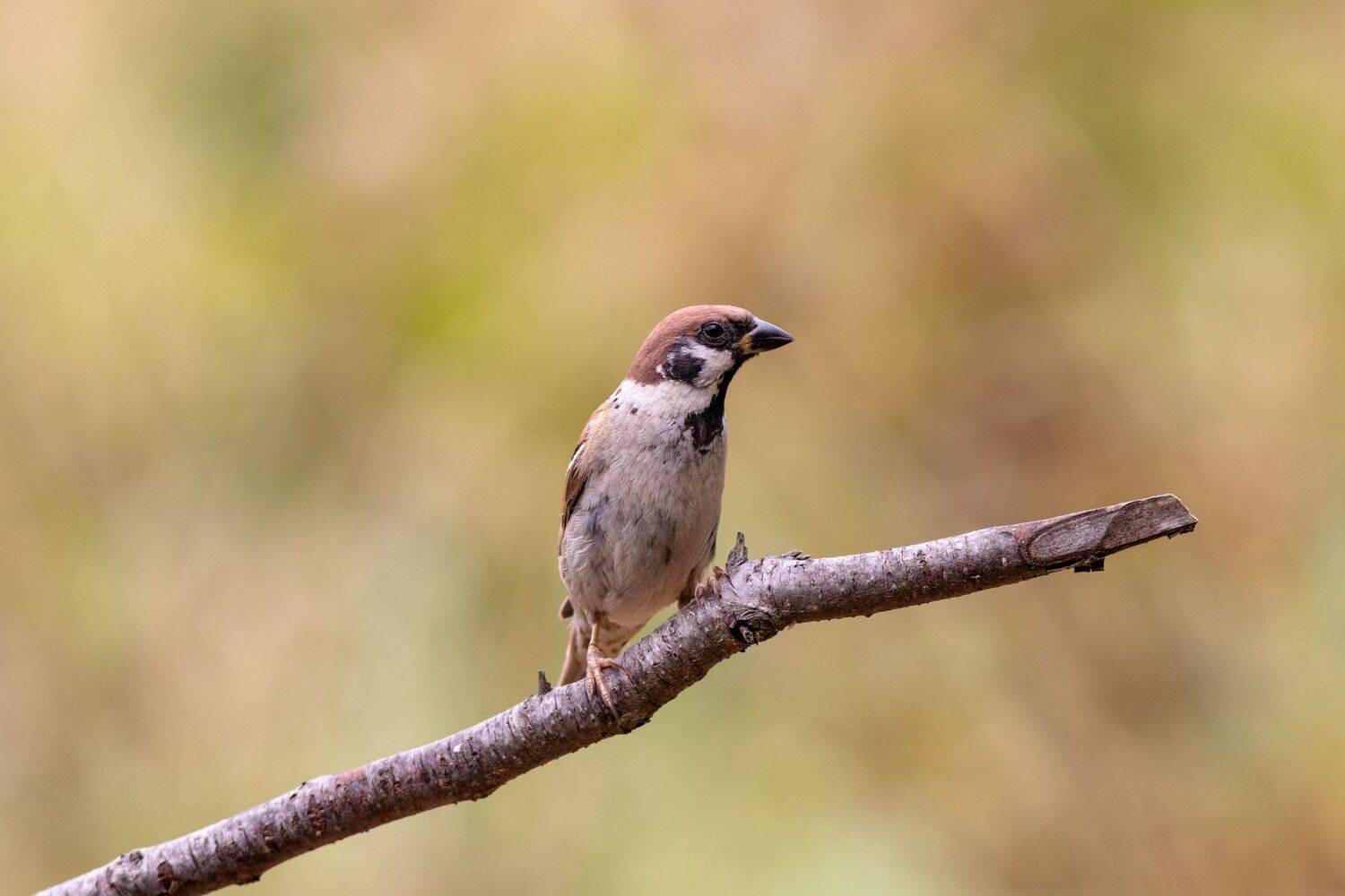 , Павел Краснослободцев