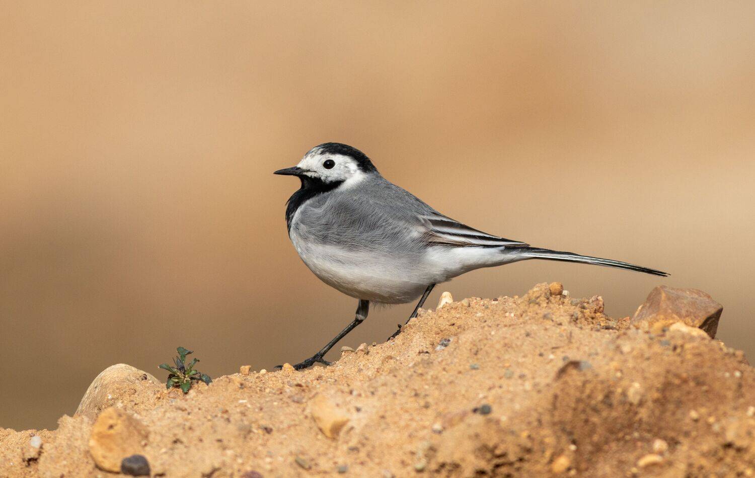 птица, трясогузка, фотоохота, Павел Краснослободцев