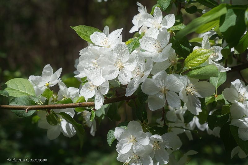 яблоня, макро, цветущая яблоня, весна, природа, капли дождя Яблоня фото превью