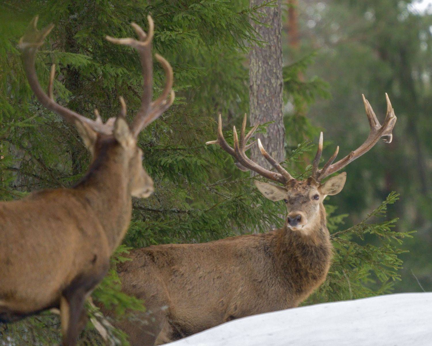 , Кабанов Дмитрий