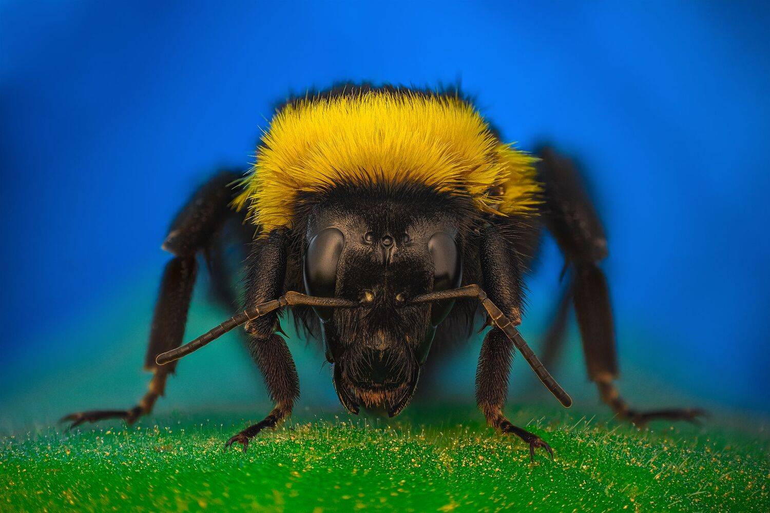 ceclii, macro, Tsvetan Ganev