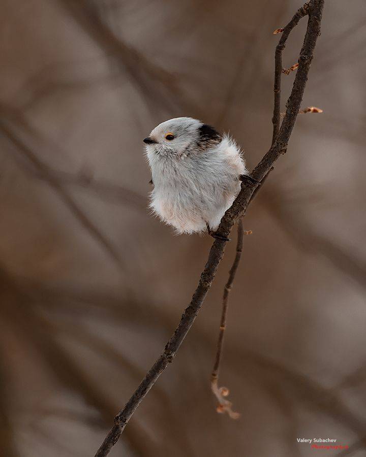 , Валерий Субачев