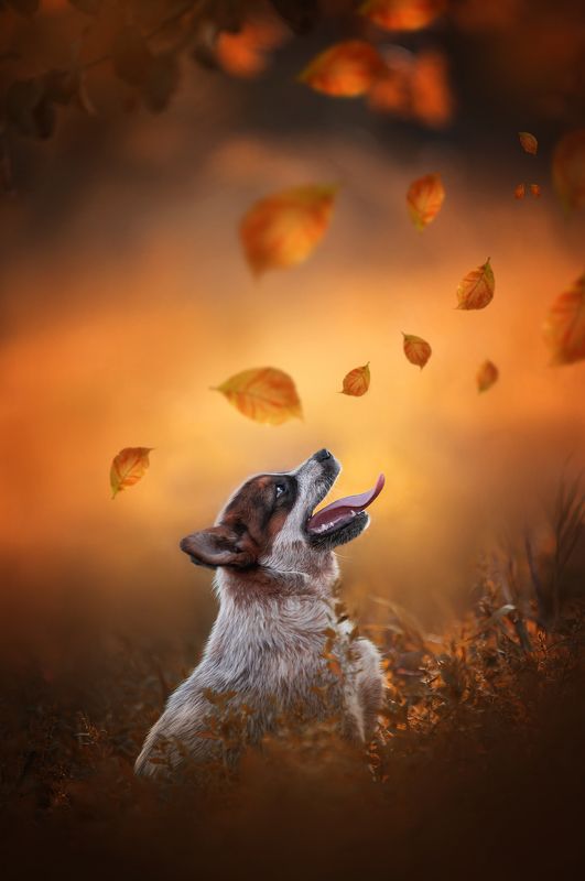 Австралийский хилер фото превью