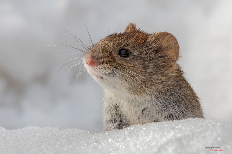 Римский профиль фото превью