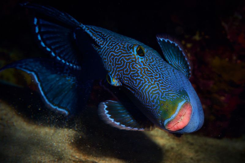 фото превью