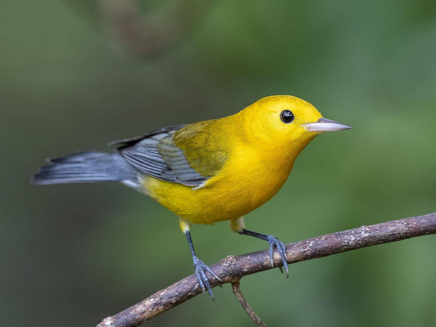 , Fernando Burgalin Sequeira