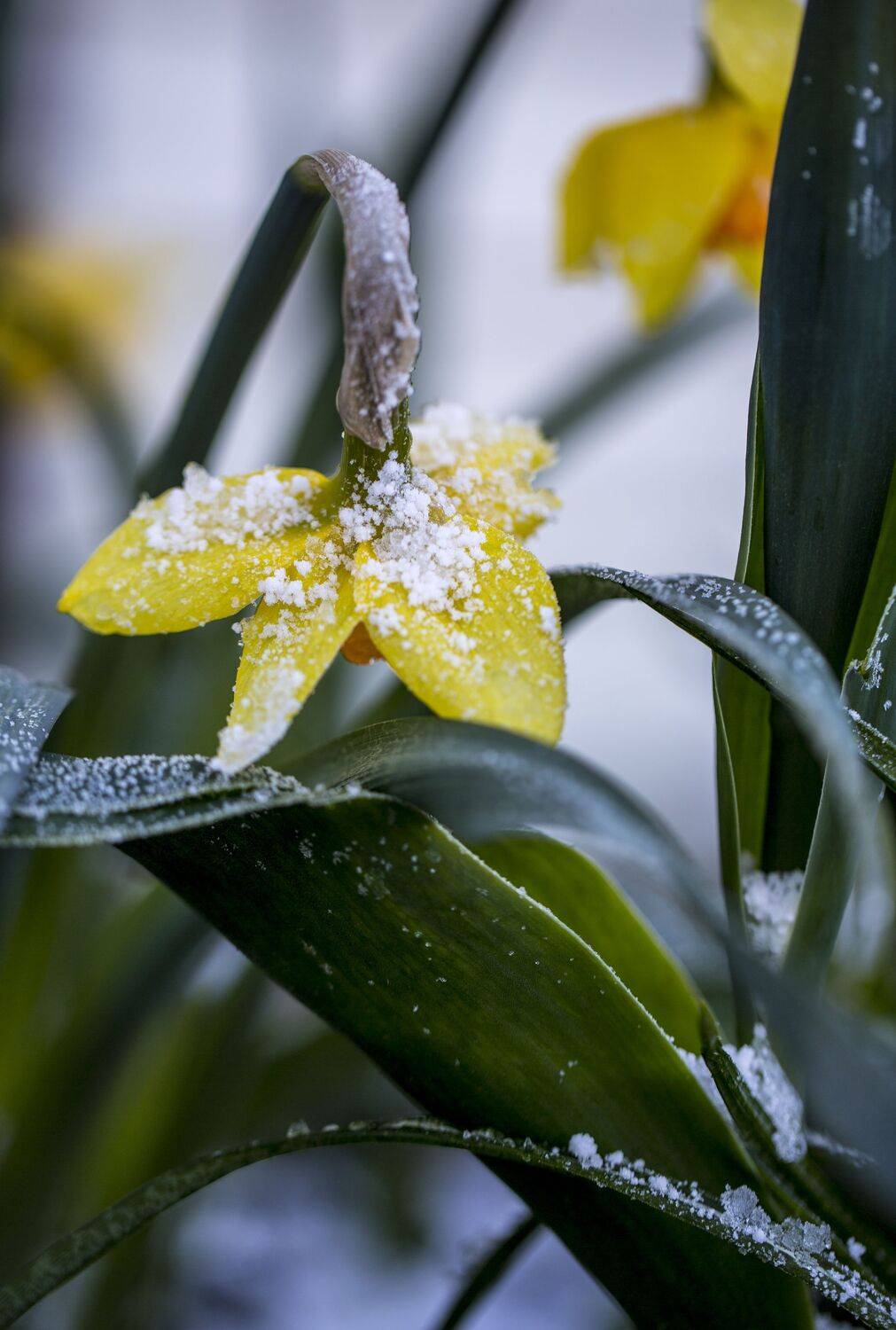 , Зеленько Дмитрий