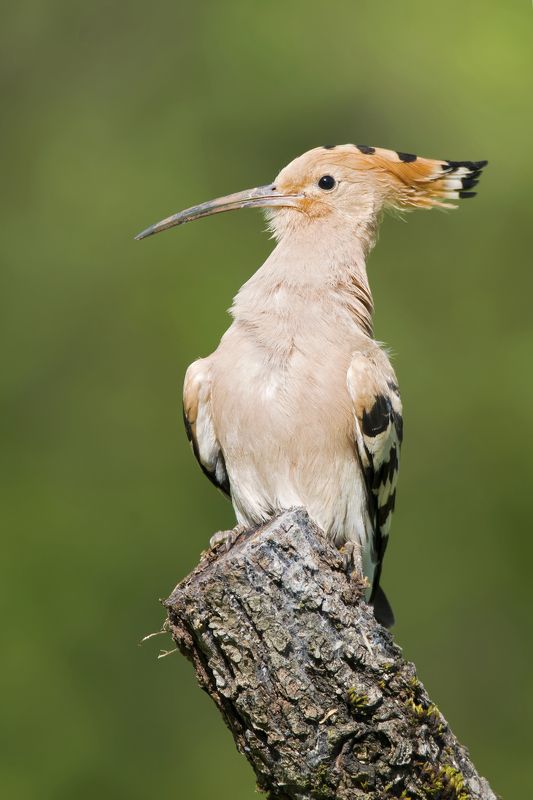 Upupa epops фото превью