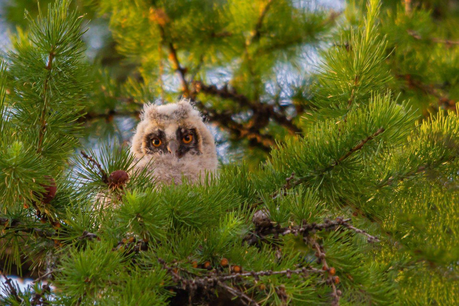 слёток ушастой совы, совёнок, Чудинин Дмитрий
