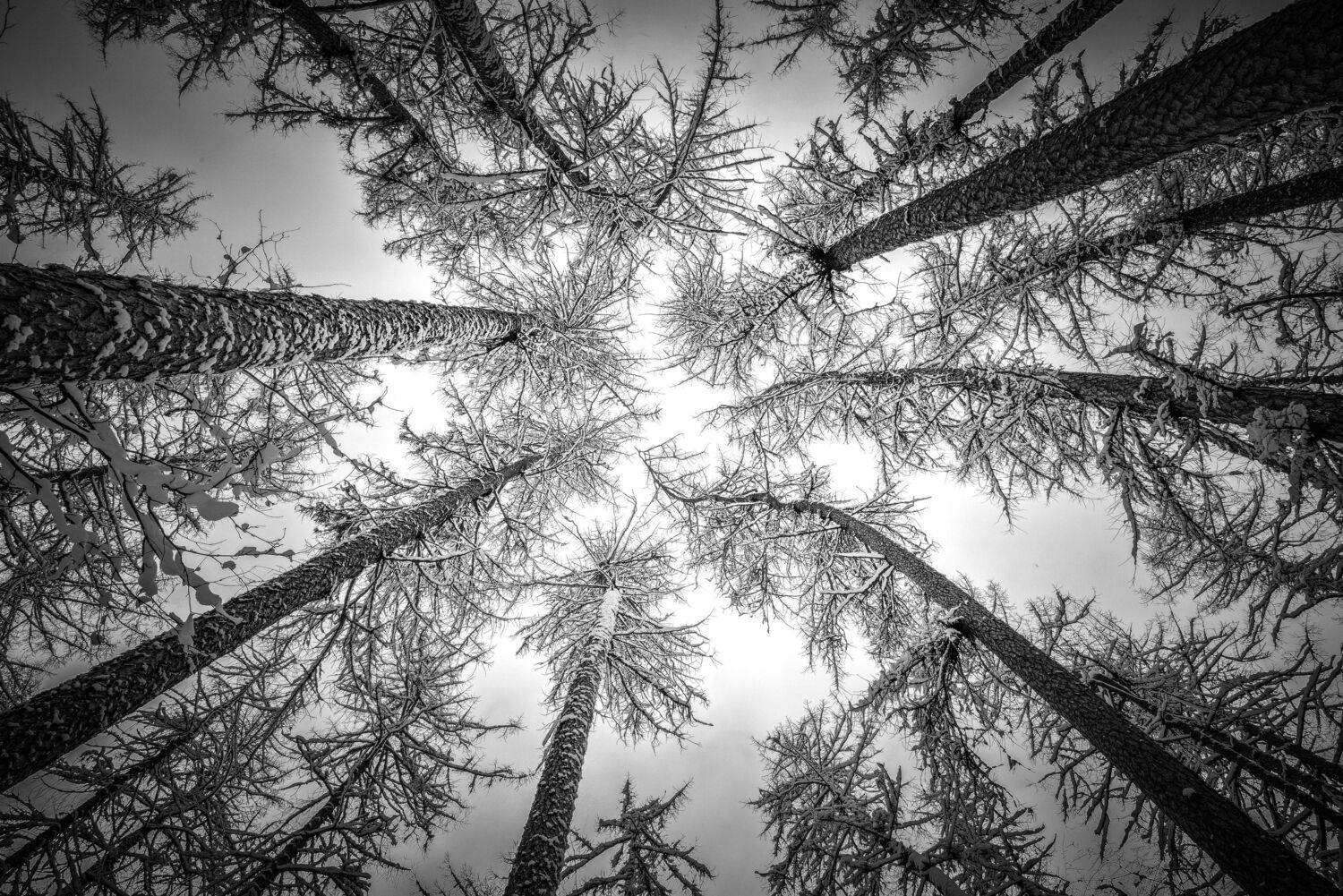 линдуловская роща, лиственница, ленинградская область, Байдуков Александр