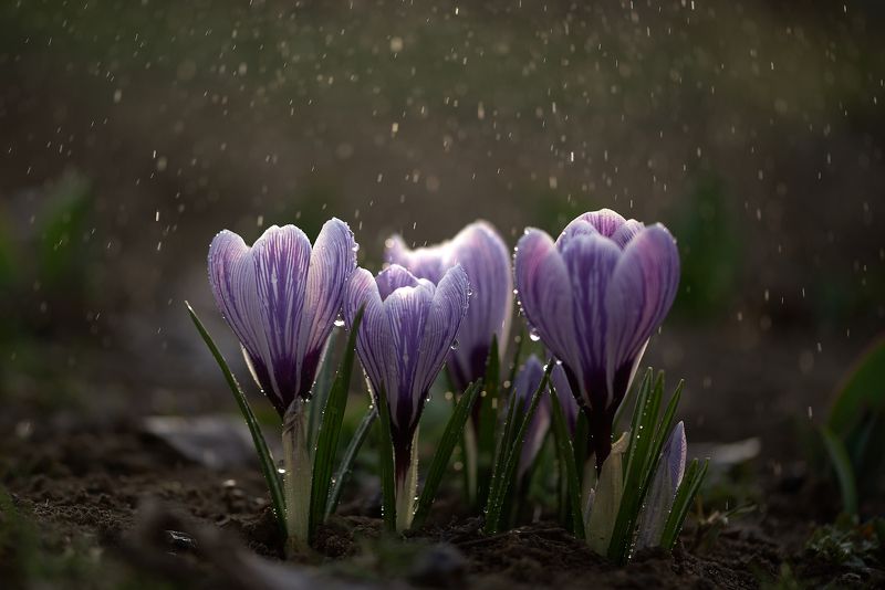 весна фото превью