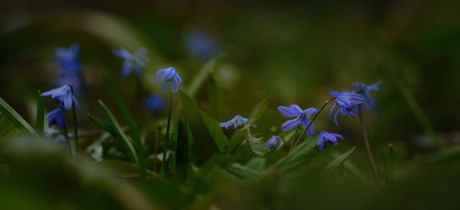 первоцвет, Александр Жарников