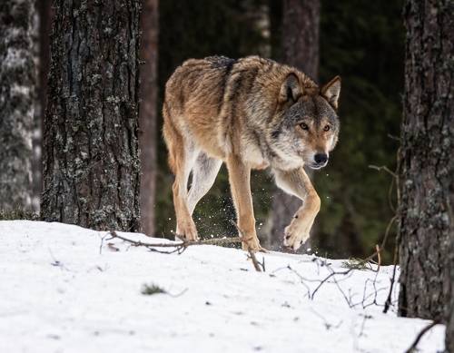 Где тут Красная шапочка и бабушка....